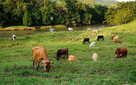 Prefeitura de Viçosa e UFV realizam 1º Encontro de Pecuaristas com foco em manejo de pastagens e lucro