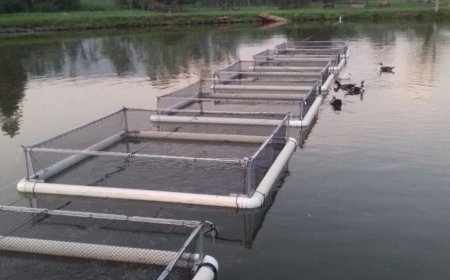 Prefeitura e UFV realizam 1º Dia de Campo sobre Piscicultura para pequenos produtores neste sábado