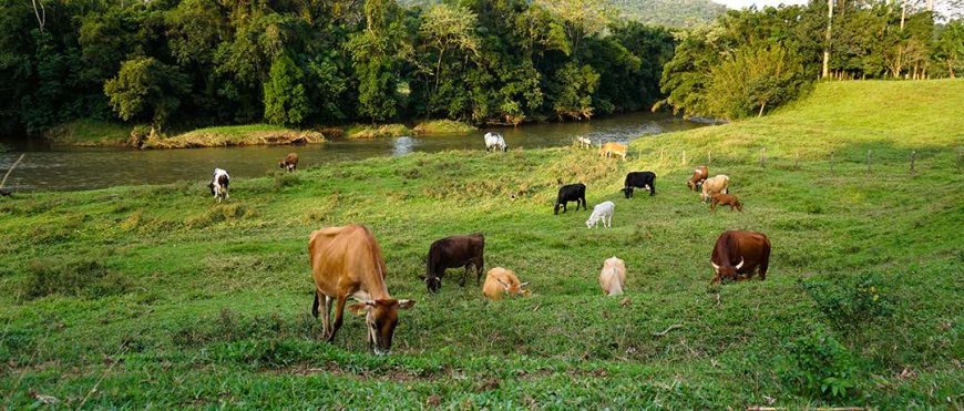 Prefeitura de Viçosa e UFV realizam 1º Encontro de Pecuaristas com foco em manejo de pastagens e lucro
