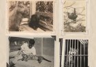 Pesquisa da UFV revela projeto inédito de 1933 para criar zoológico experimental no campus