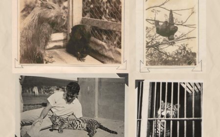 Pesquisa da UFV revela projeto inédito de 1933 para criar zoológico experimental no campus