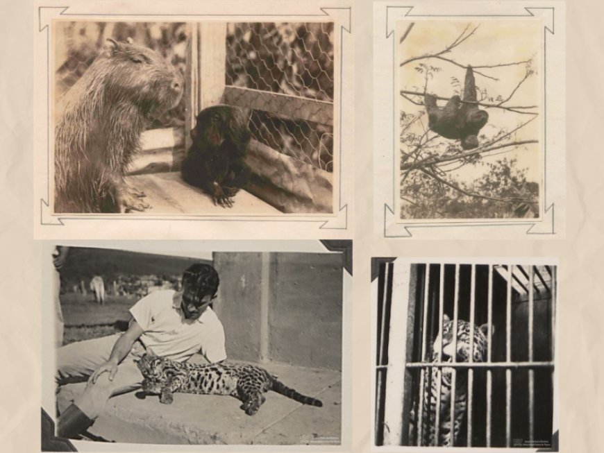 Pesquisa da UFV revela projeto inédito de 1933 para criar zoológico experimental no campus