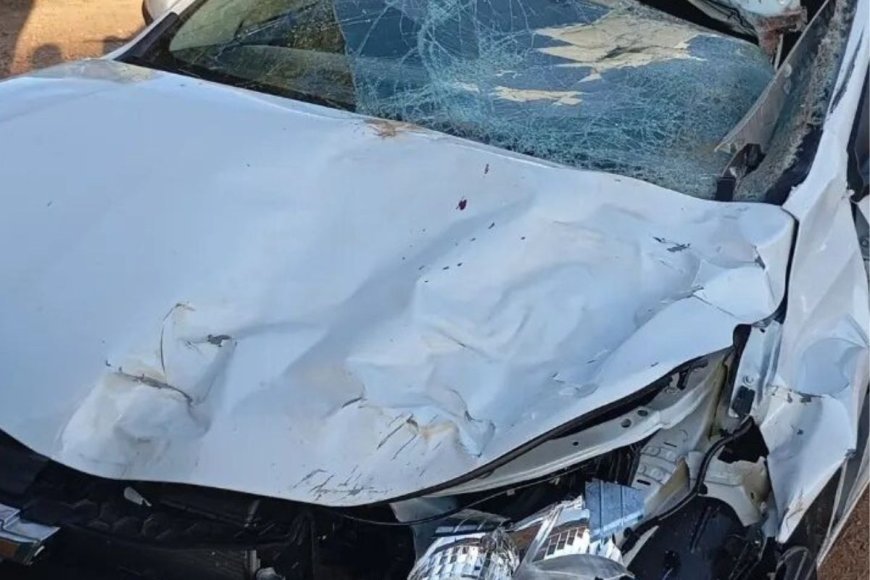 Cavalo morre e motorista fica ferido após acidente na MG-447