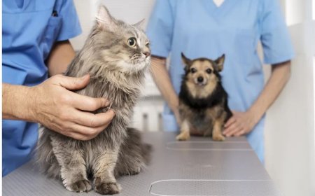 Piranga promove 6º Mutirão de Castração Gratuita
