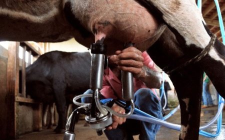 Lei sancionada proíbe venda de leite reconstituído em Minas Gerais