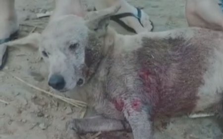 Três cachorros atacam e deixam vira-lata ferido no Inácio Martins, em Viçosa