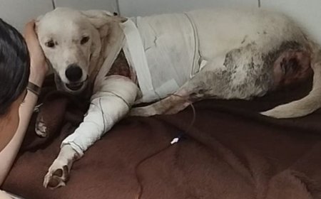 Comunidade viçosense abre vaquinha para custear tratamento de cão atacado por pitbulls