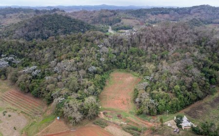 UFV inaugura primeiro Banco Ativo de Germoplasma de Cannabis no Brasil