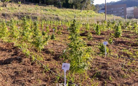 UFV inaugura primeiro Banco Ativo de Germoplasma de Cannabis no Brasil