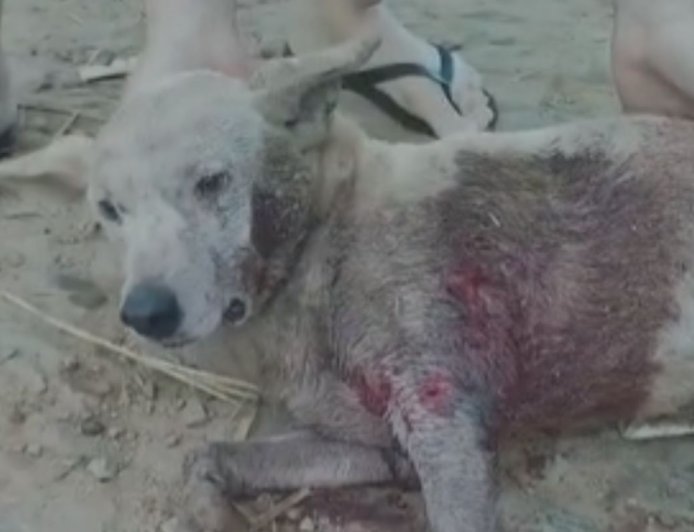 Três cachorros atacam e deixam vira-lata ferido no Inácio Martins, em Viçosa