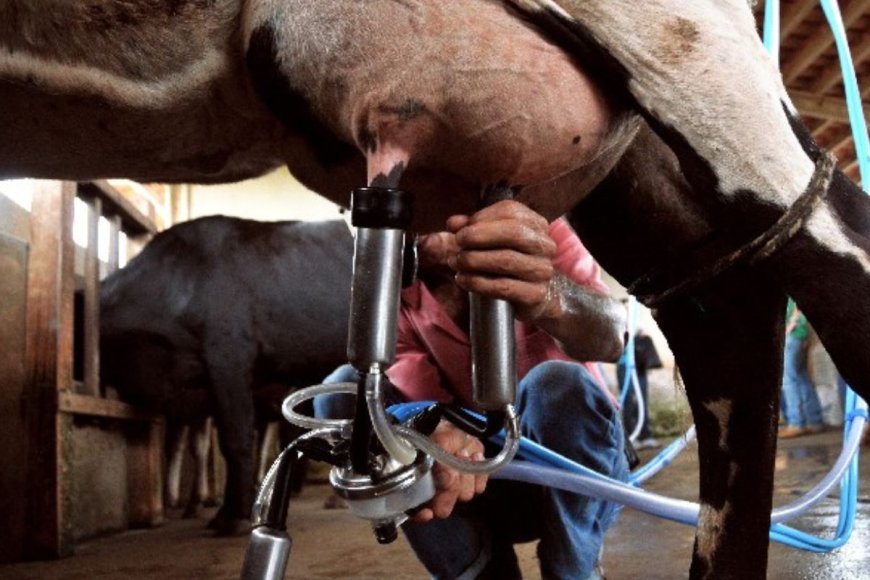 Lei sancionada proíbe venda de leite reconstituído em Minas Gerais