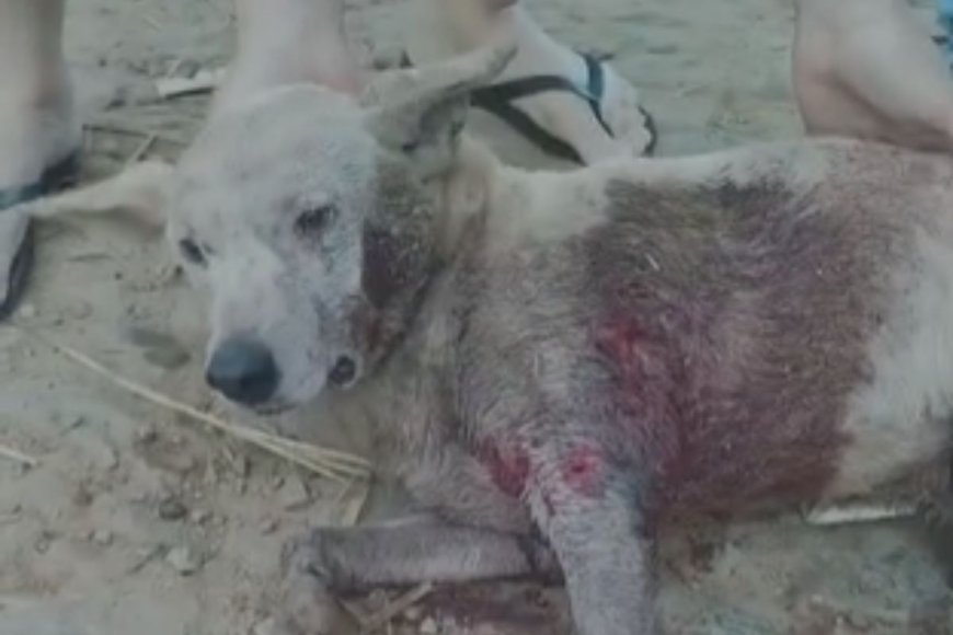 Três cachorros atacam e deixam vira-lata ferido no Inácio Martins, em Viçosa