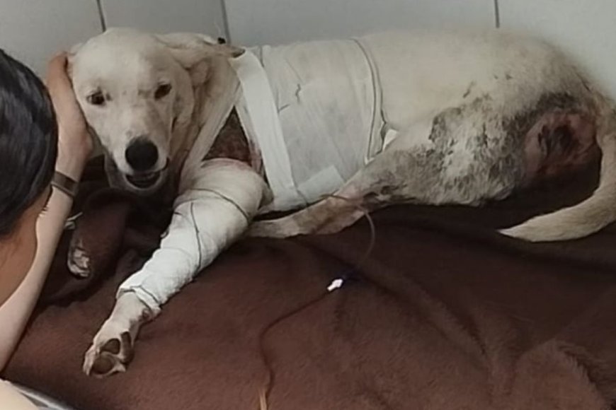 Comunidade viçosense abre vaquinha para custear tratamento de cão atacado por pitbulls