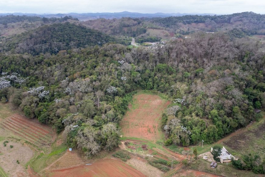 UFV inaugura primeiro Banco Ativo de Germoplasma de Cannabis no Brasil