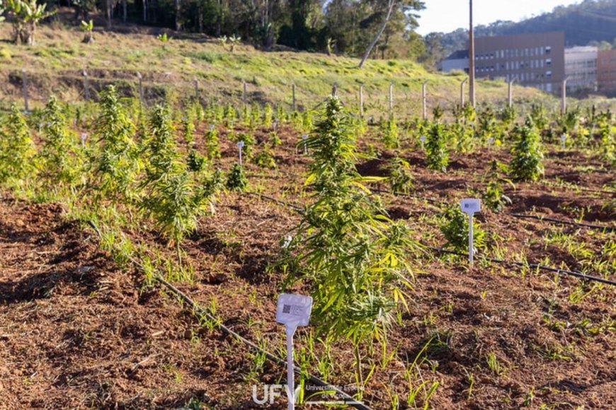 UFV inaugura primeiro Banco Ativo de Germoplasma de Cannabis no Brasil