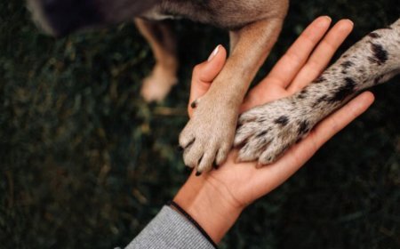 Sancionada lei que altera composição do conselho de proteção dos animais em Viçosa