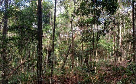 Pesquisa aponta que mudanças climáticas ameaçam 73% das árvores prioritárias da Bacia do Rio Doce