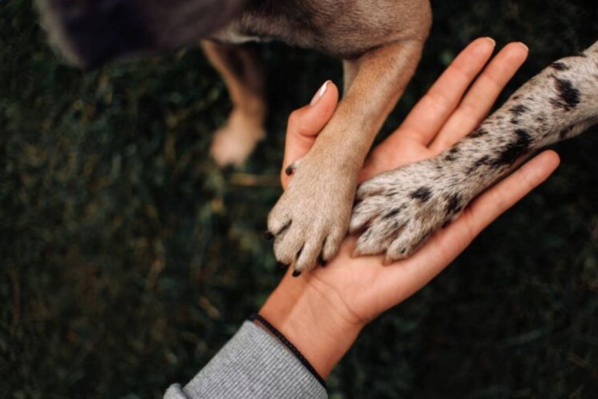 Sancionada lei que altera composição do conselho de proteção dos animais em Viçosa