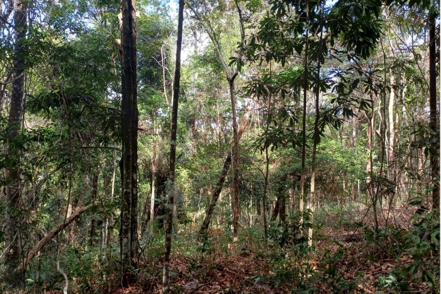 Pesquisa aponta que mudanças climáticas ameaçam 73% das árvores prioritárias da Bacia do Rio Doce