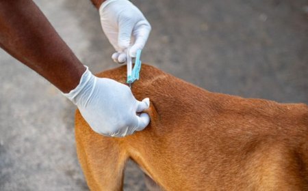 Paula Cândido vacina mais de 3,2 mil animais durante campanha antirrábica