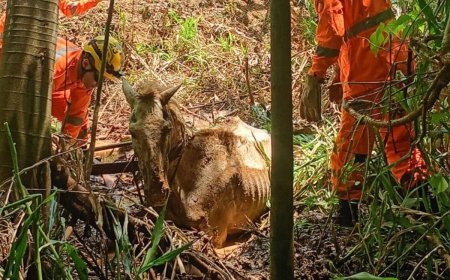 Bombeiros de Viçosa resgatam cavalo atolado em área rural de Teixeiras