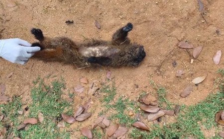 Morte de macaco em Teixeiras acende possível alerta de febre amarela na microrregião