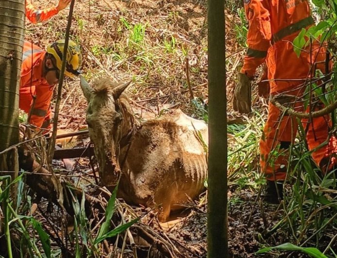 Bombeiros de Viçosa resgatam cavalo atolado em área rural de Teixeiras