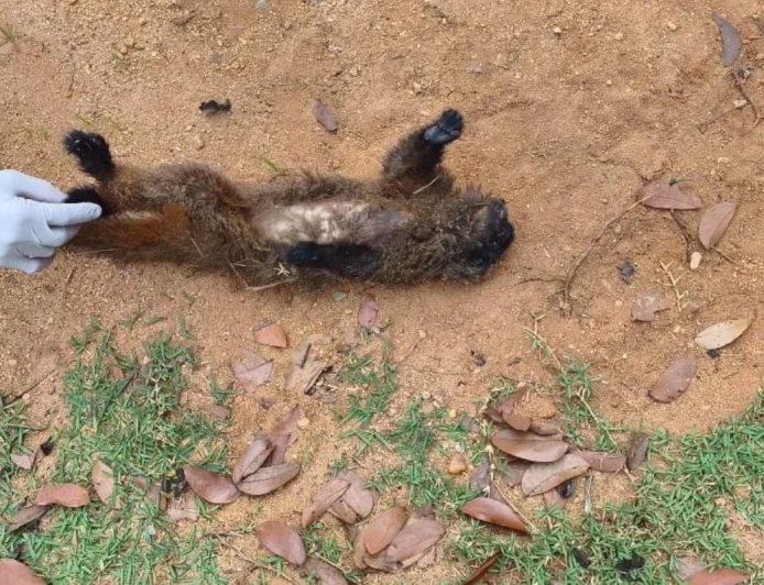 Morte de macaco em Teixeiras acende possível alerta de febre amarela na microrregião