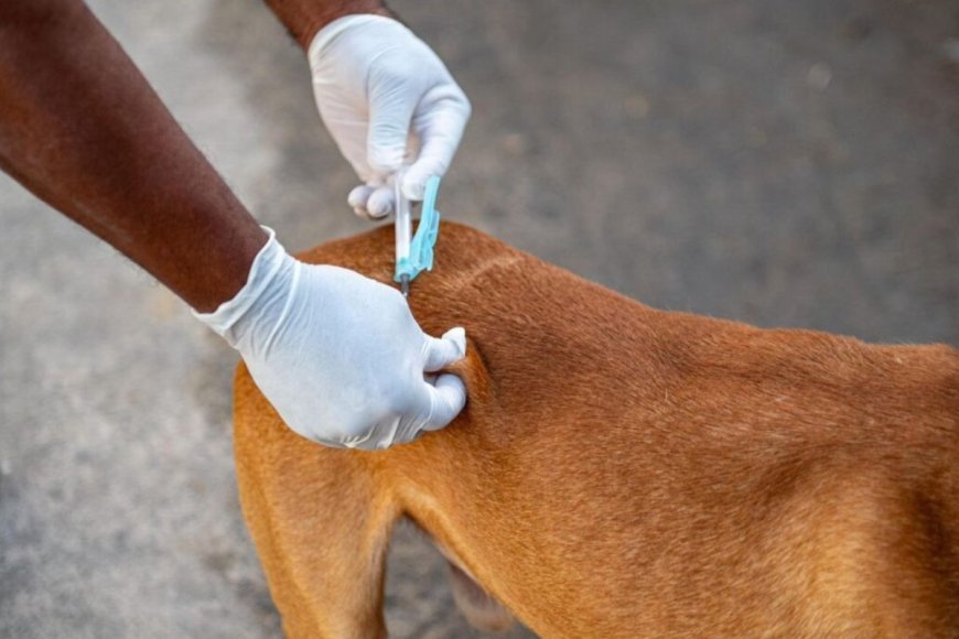 Paula Cândido vacina mais de 3,2 mil animais durante campanha antirrábica