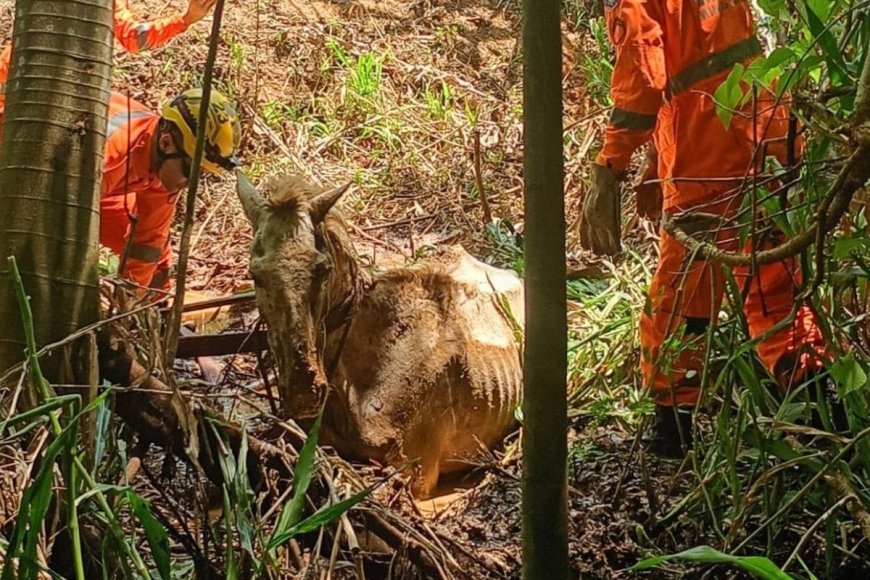 Bombeiros de Viçosa resgatam cavalo atolado em área rural de Teixeiras