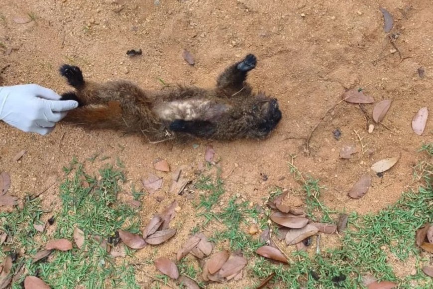 Morte de macaco em Teixeiras acende possível alerta de febre amarela na microrregião