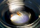Pesquisadores da UFV descobrem duas novas espécies de peixes na Amazônia