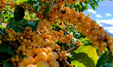 CNA e Faemg promovem concurso de Cafés Diferenciados