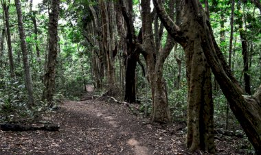 Evento UFV na Trilha oferece meditação, roda de violão e caminhada neste domingo