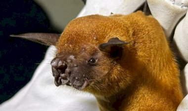 Pesquisadores avistam em Viçosa espécie de morcego-pescador sem registro há mais de uma década