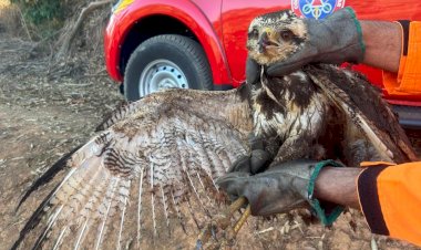 Gavião ferido em incêndio na UFV é resgatado 