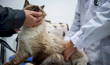 Empresa júnior da UFV promove  Outubro Rosa de Pets