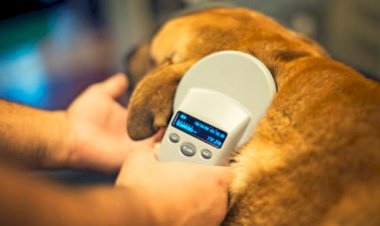 Coimbra terá ponto fixo para aplicação de microchip em cães e gatos