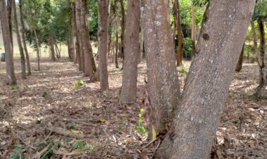Professora da UFV lidera estudo sobre madeira para móveis na Zona da Mata