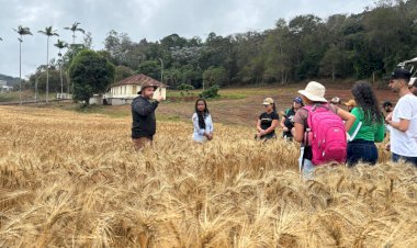 UFV desenvolve e registra sua segunda variedade de trigo