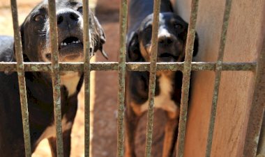 ALMG: promulgada Lei que proíbe procriação e entrada de pit bulls em Minas Gerais