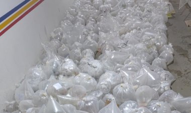 Quase sete mil peixes ornamentais são apreendidos na MG 482 em Porto Firme