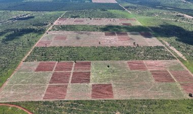 Laboratório da UFV coordena um dos maiores experimentos de restauração do mundo