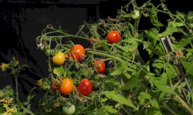 IPC-Viçosa continua com inflação elevada em fevereiro