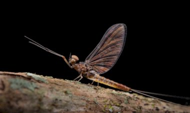 Pesquisa da UFV descobre nova espécie de inseto no Parque Estadual da Serra do Brigadeiro
