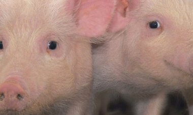 TecnoPARQ auxilia Governo de Minas em programa de agropecuária