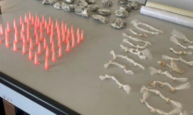 Fugitivo de presídio é preso e menor é apreendido por tráfico de drogas em Araponga