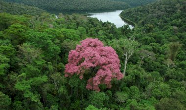 Governo de Minas abre vagas para curso gratuito de Educação Ambiental