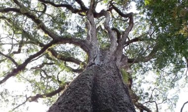 Estadão produz reportagem sobre pesquisa da UFV