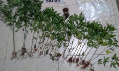 Polícia apreende pés de maconha na zona rural de Teixeiras